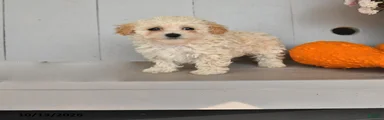Volt 