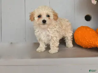 Toy Poodle dogs Volt - Ad 1