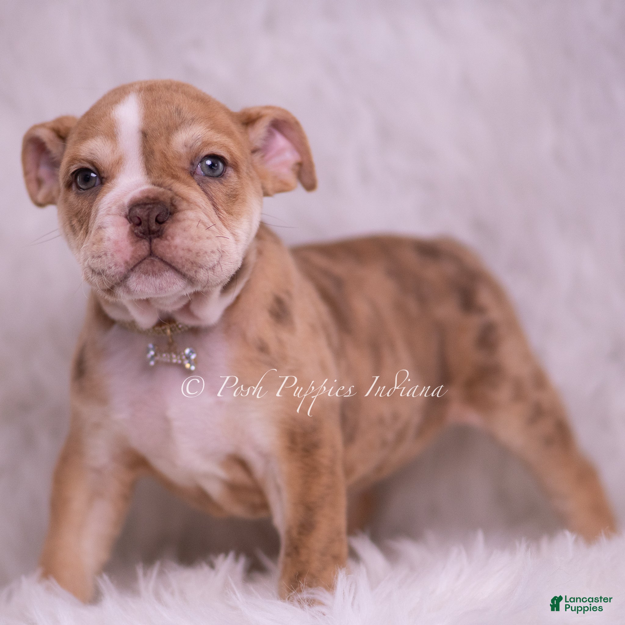 English Bulldog dogs Jinko - Ad 1