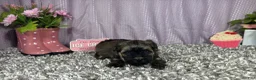 Havanese dogs for sale: Havanese 1 - Ad 2