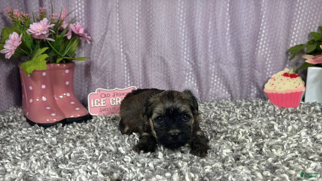 Havanese dogs for sale: Havanese 1 - Ad 2