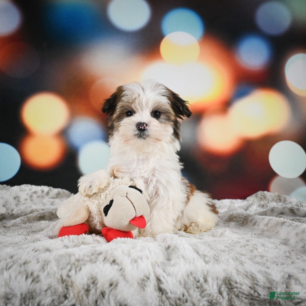 Morkie dogs Willow - Ad 2