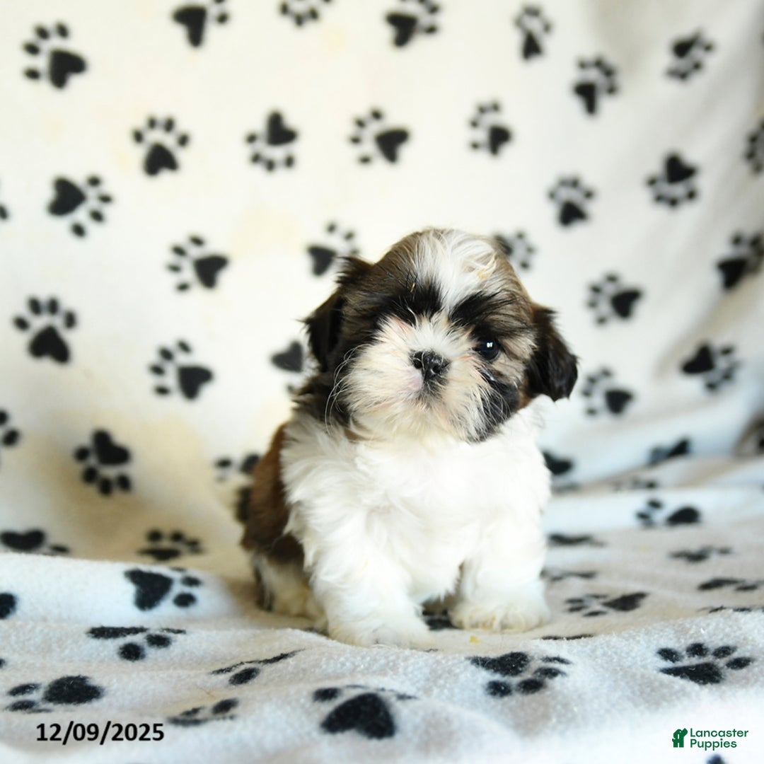 Shih Tzu dogs for sale: Pretzel - Ad 2