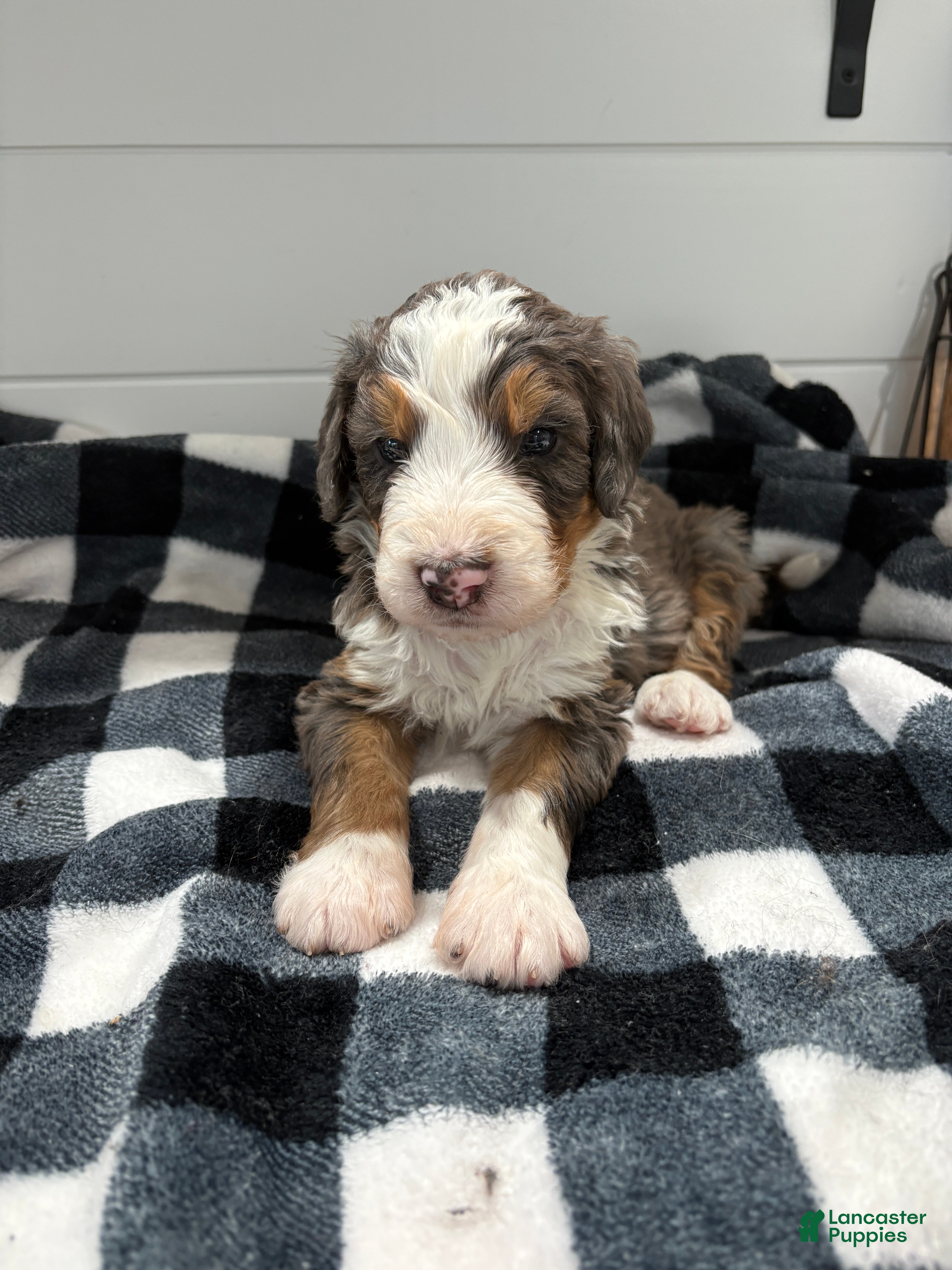 Bernedoodle dogs Bryce - Ad 27