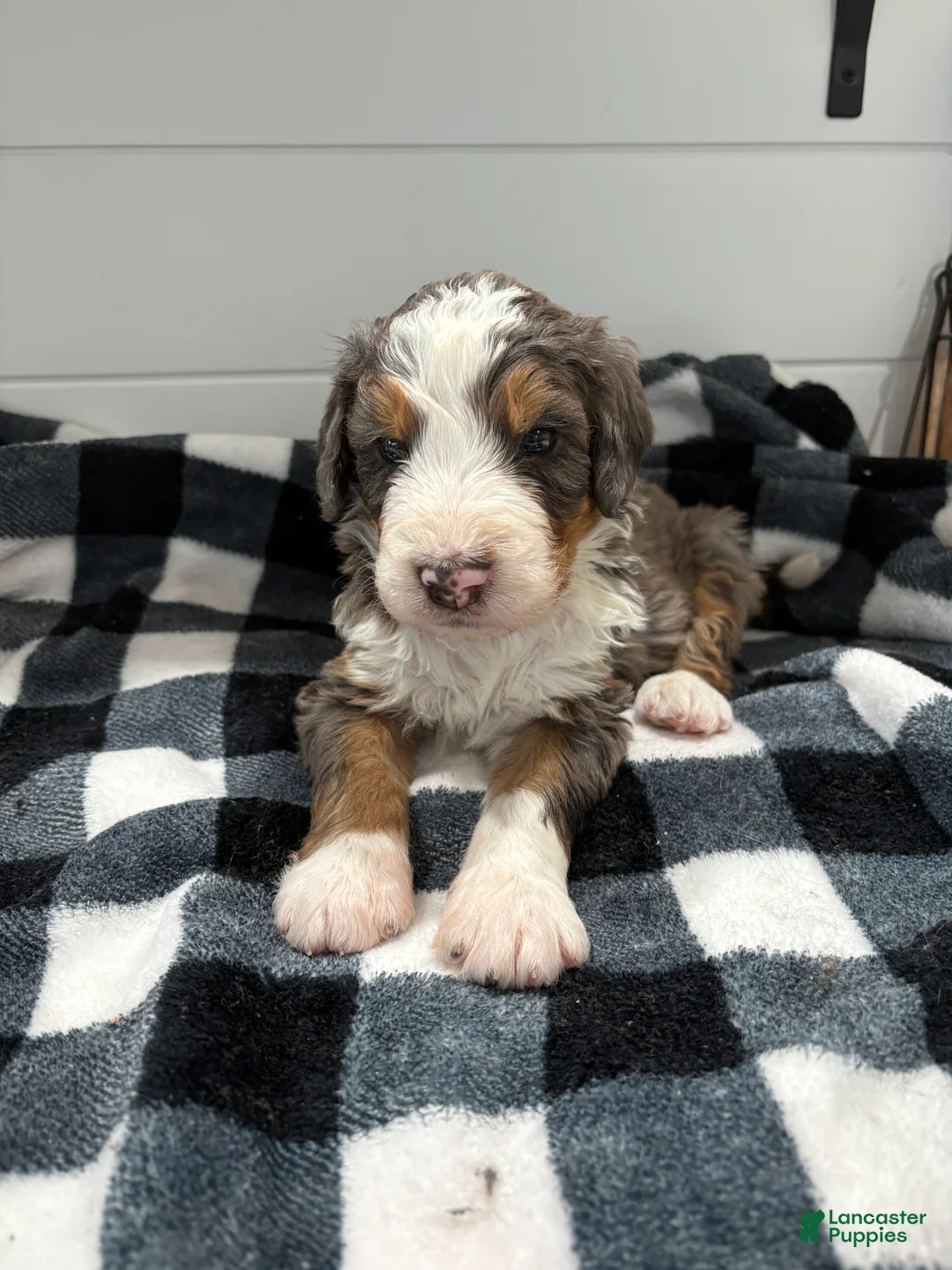 Bernedoodle dogs for sale: Bryce - Ad 1