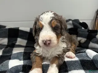Bernedoodle dogs Bryce - Ad 27