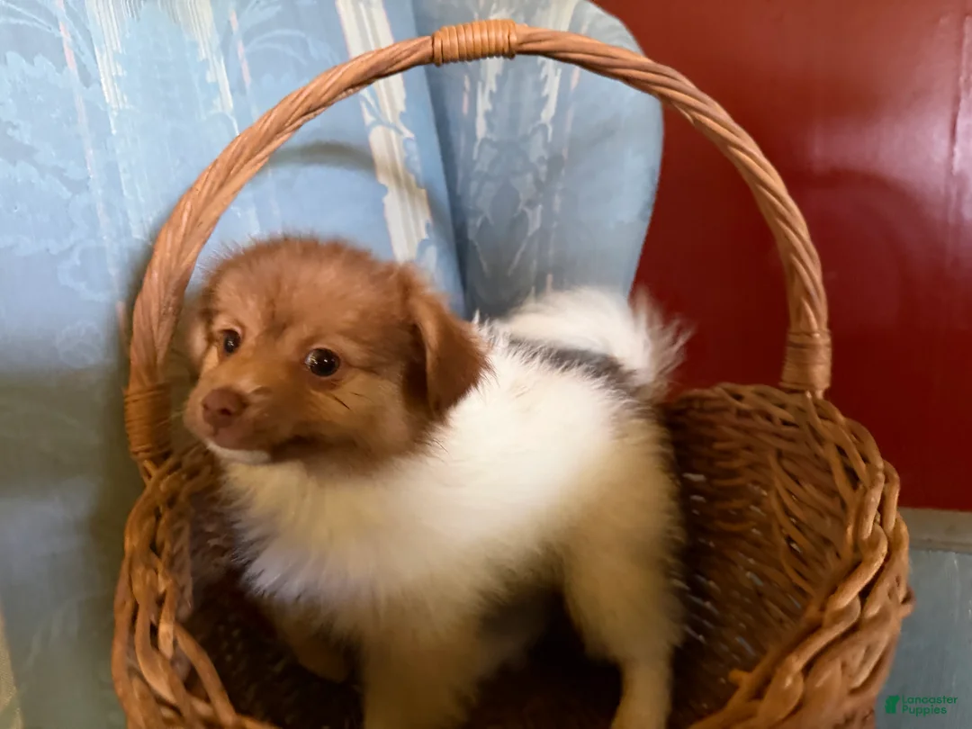 Mixed Breed dogs for sale: Cookie’s Boy #4 - Ad 1