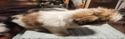 Shih Tzu dogs for sale: Jess - Ad 3
