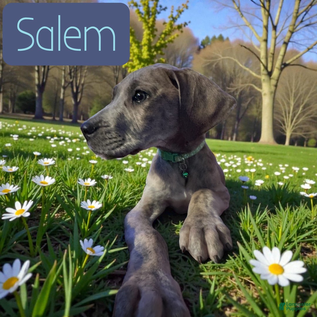 Great Dane dogs for sale: Salem - Ad 3