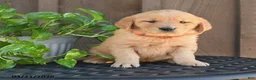 Golden Retriever dogs for sale: Robin - Ad 2