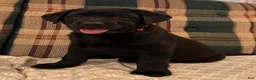 Labrador Retriever dogs for sale: Abby - Ad 3