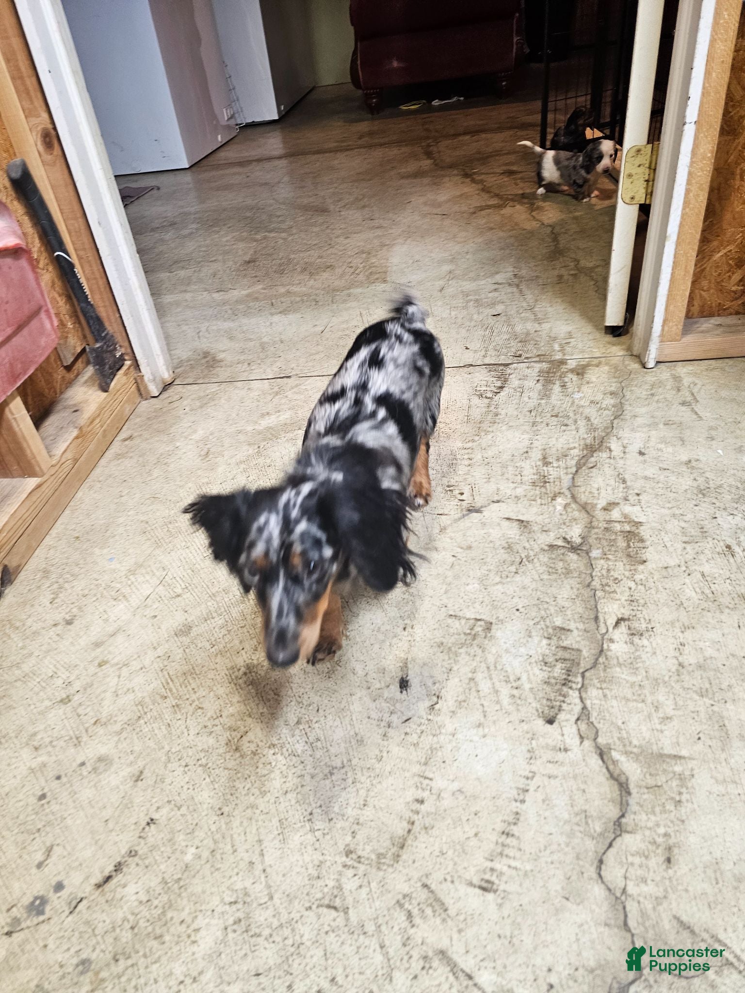 Miniature Dachshund dogs Miniature Dachshund 1 - Ad 2