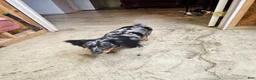 Miniature Dachshund dogs for sale: Miniature Dachshund 2 - Ad 6