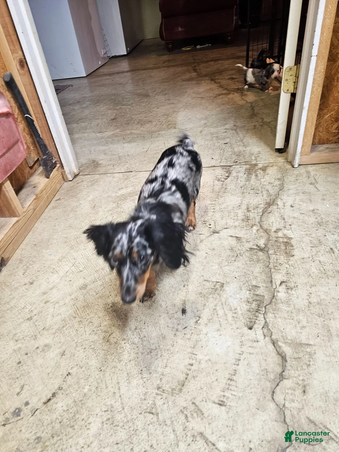 Miniature Dachshund dogs for sale: Miniature Dachshund 1 - Ad 2