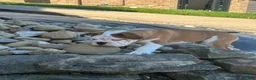 English Bulldog dogs for sale: English Bulldog 1 - Ad 9