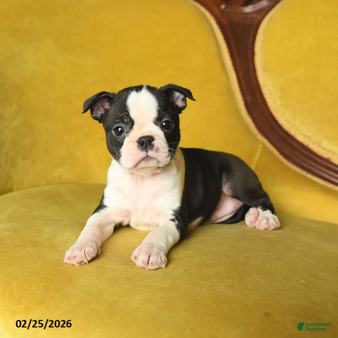 Boston Terrier dogs for sale: Sunshine - Ad 3