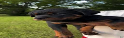 Rottweiler dogs for sale: Blue Collar Male - Ad 1