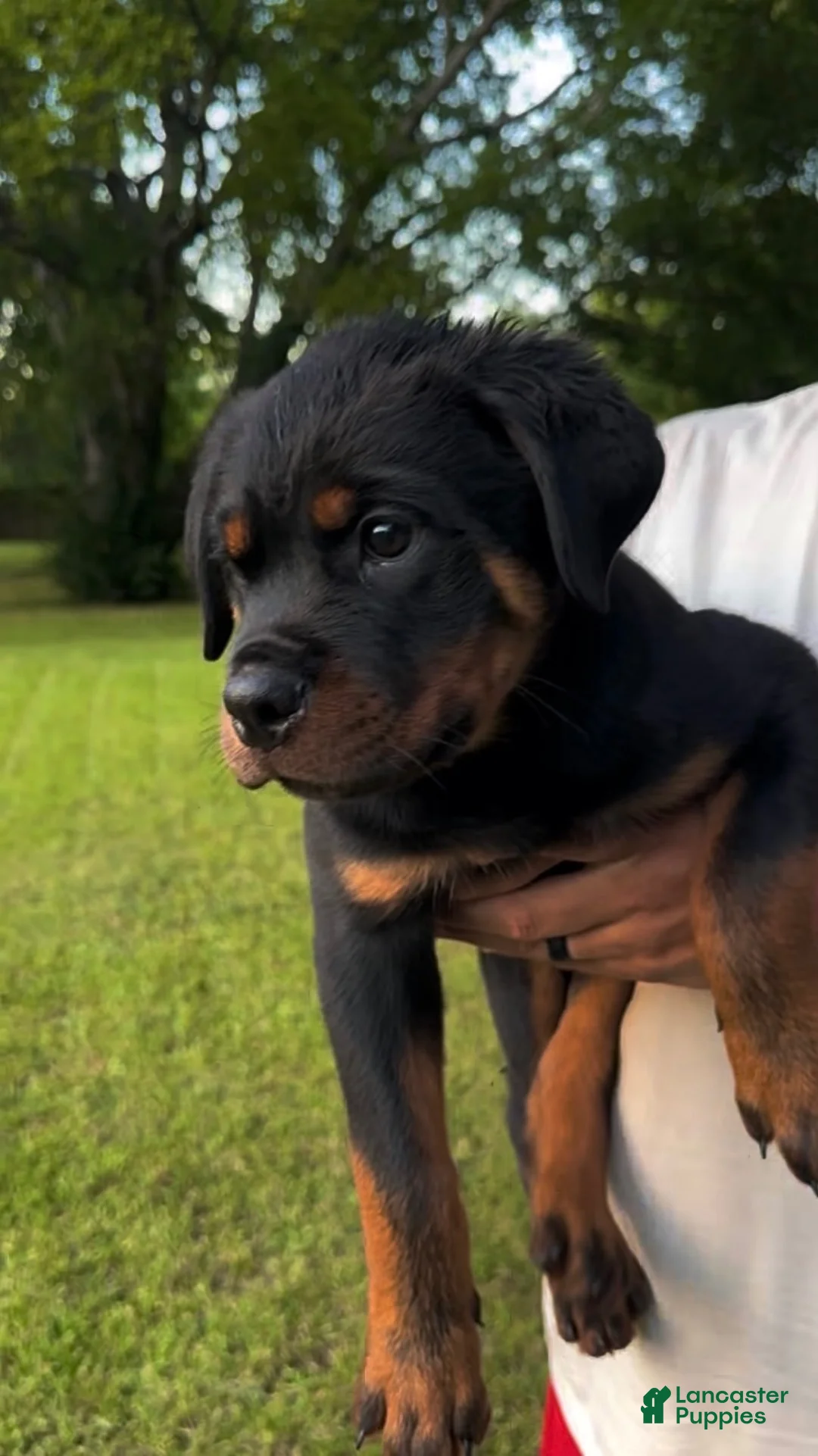 Rottweiler dogs for sale: Blue Collar Male - Ad 1