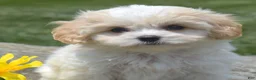 Cavachon dogs for sale: Micah (Tiny) - Ad 1