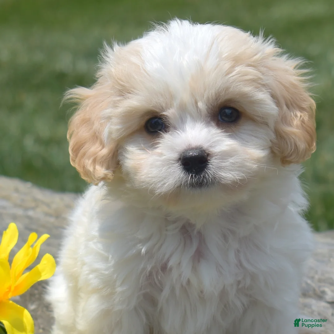Cavachon dogs for sale: Micah (Tiny) - Ad 1