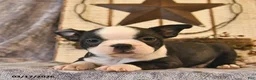 Boston Terrier dogs for sale: Dunkin  - Ad 5