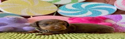Dachshund dogs for sale: Dachshund Puppy 1 - Ad 3