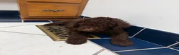 Goldendoodle dogs for sale: Goldendoodle 8 - Ad 4