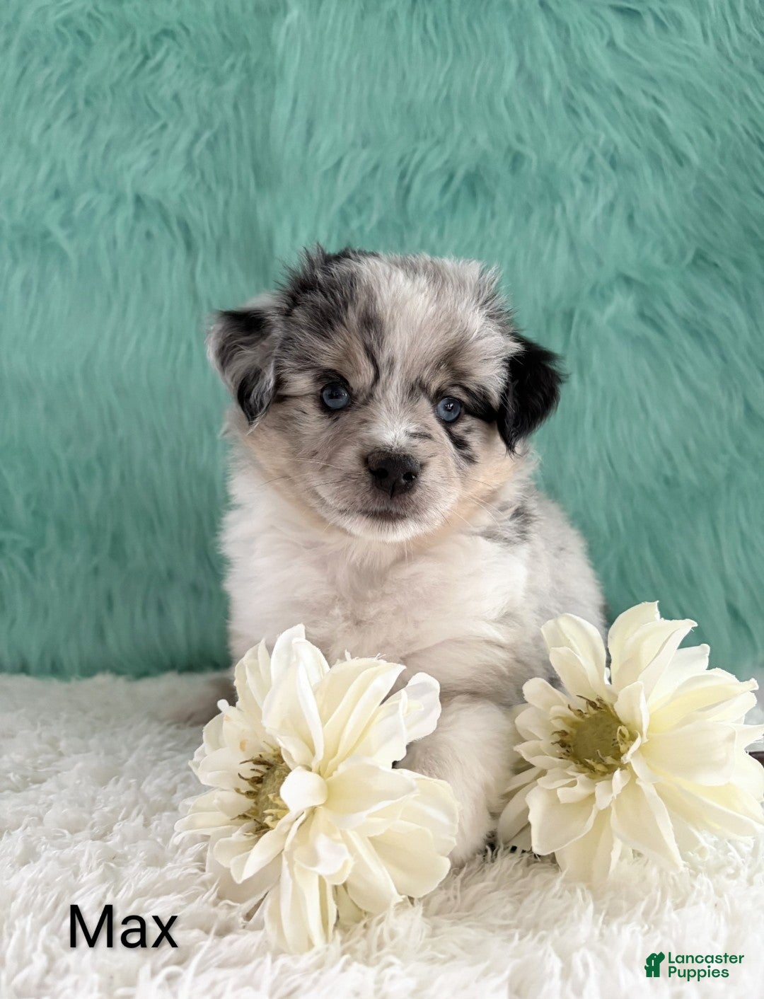Miniature Australian Shepherd dogs Cooper  - Ad 1