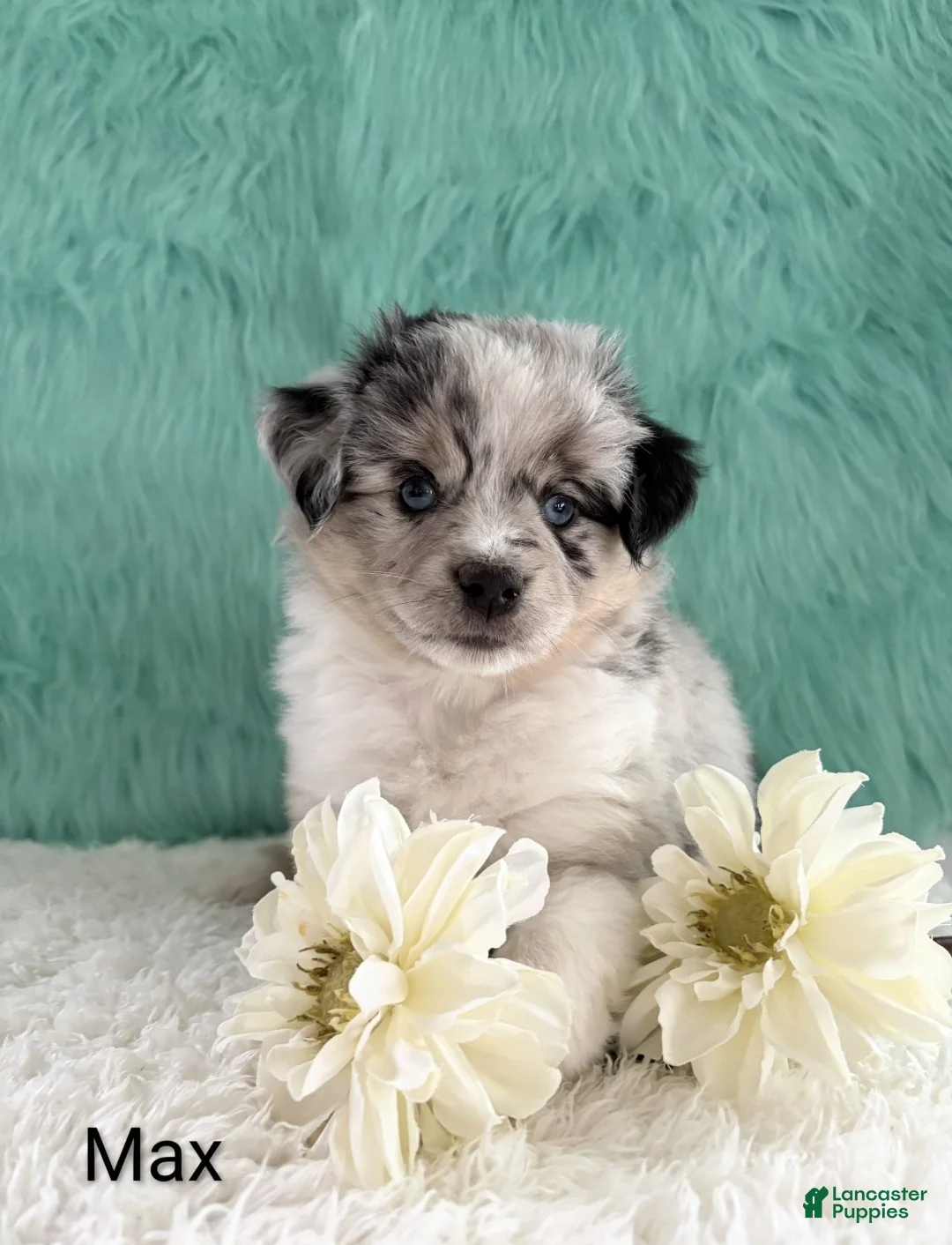 Miniature Australian Shepherd dogs for sale: Max - Ad 1