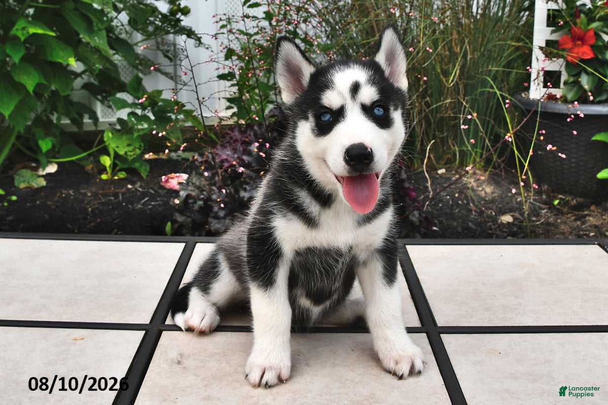 Siberian Husky dogs Skye - Ad 2