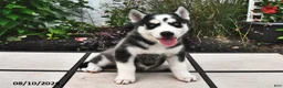 Siberian Husky dogs for sale: Skye - Ad 2