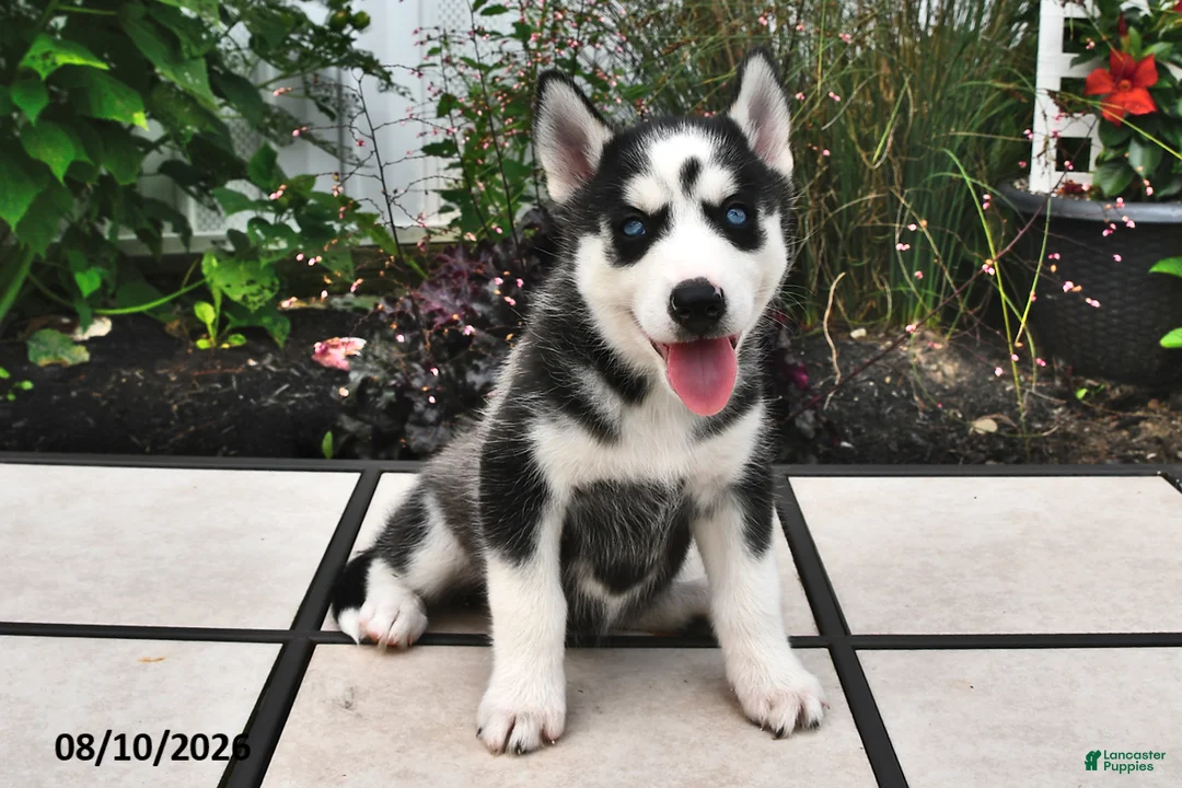 Siberian Husky dogs for sale: Skye - Ad 2