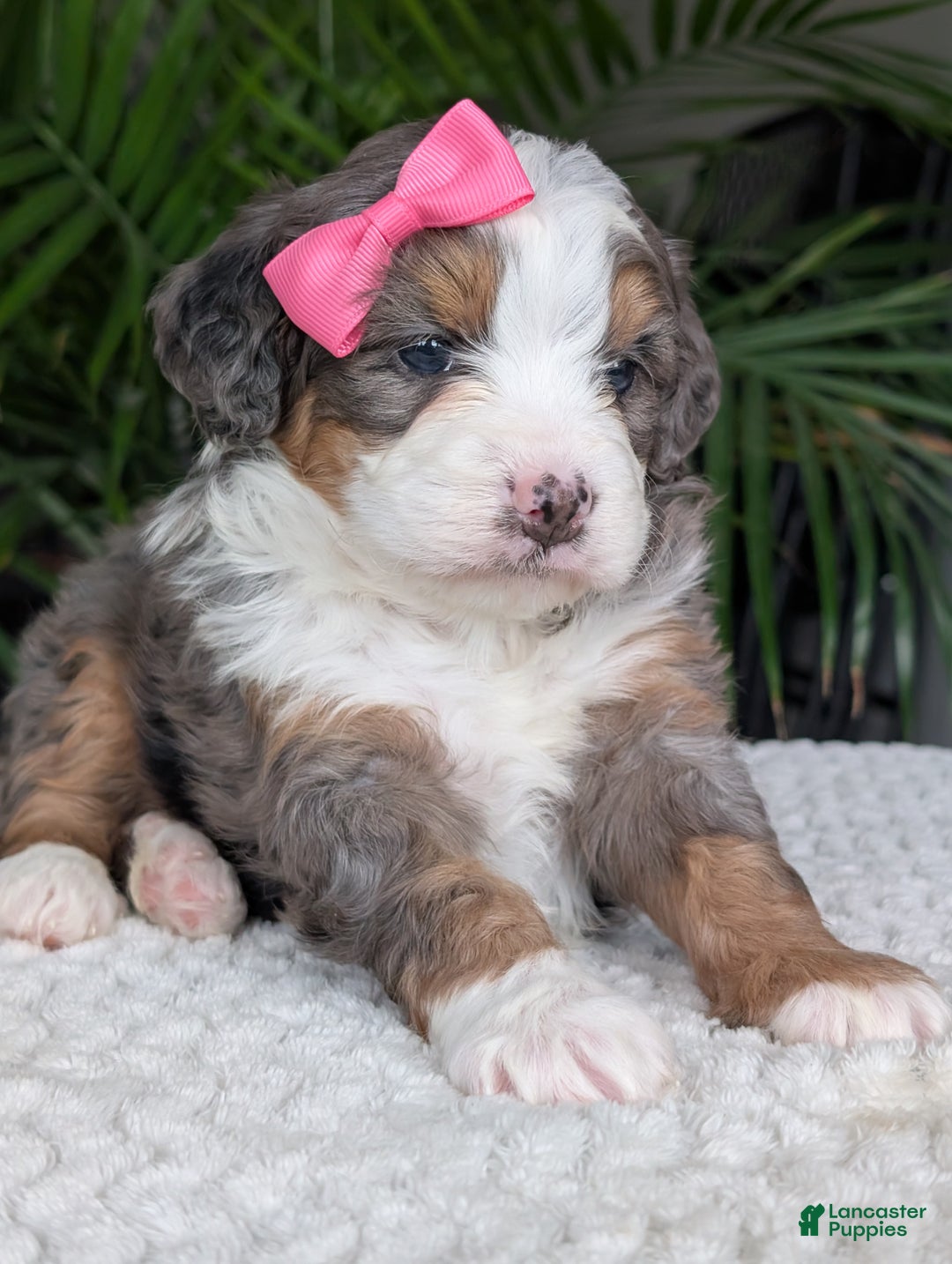 Mini Bernedoodle dogs for sale: Mini Emmie  - Ad 4