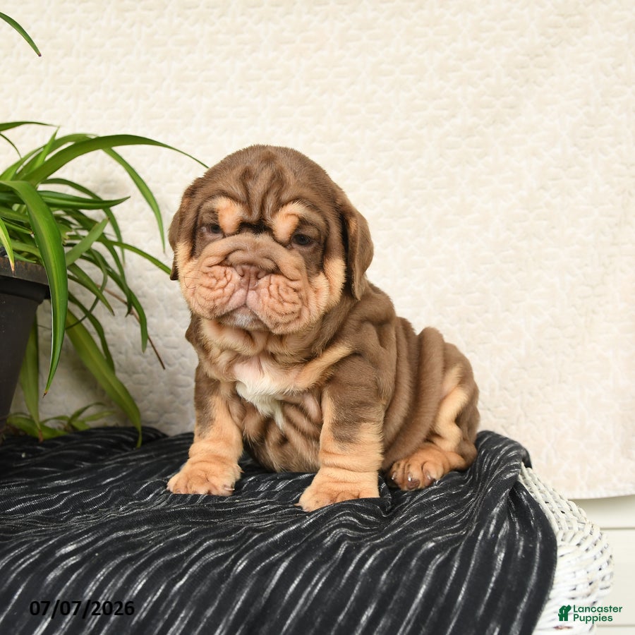 English Bulldog dogs Ralf - Ad 1