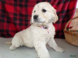 Golden Retriever Puppy 5 Marcy