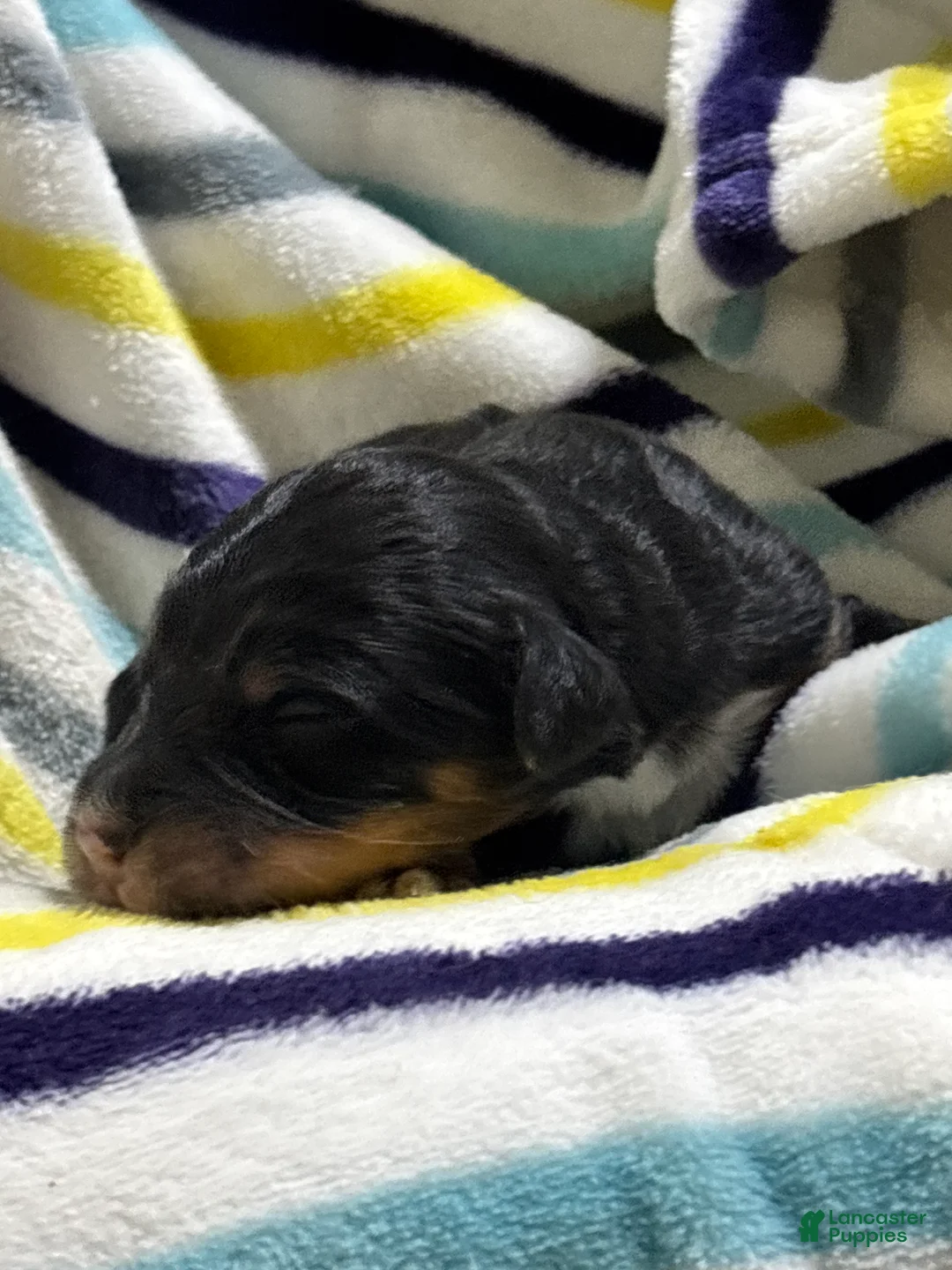 Aussiedoodle dogs for sale: Aussiedoodle 7 - Ad 2