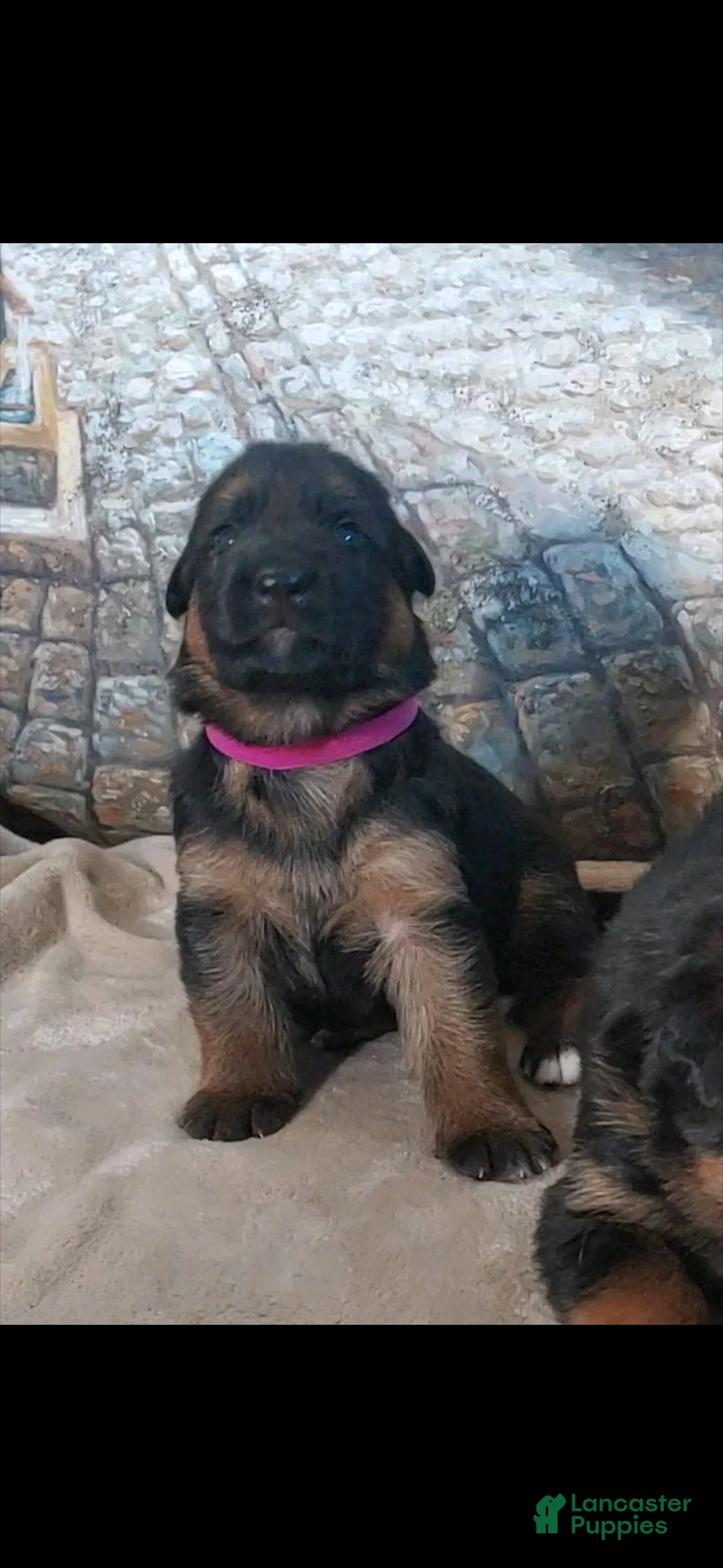 German Shepherd dogs for sale: Veronica - Ad 2