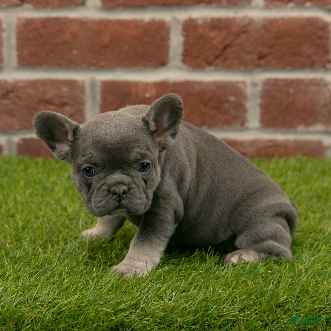 French Bulldog dogs for sale: Bella - Ad 4