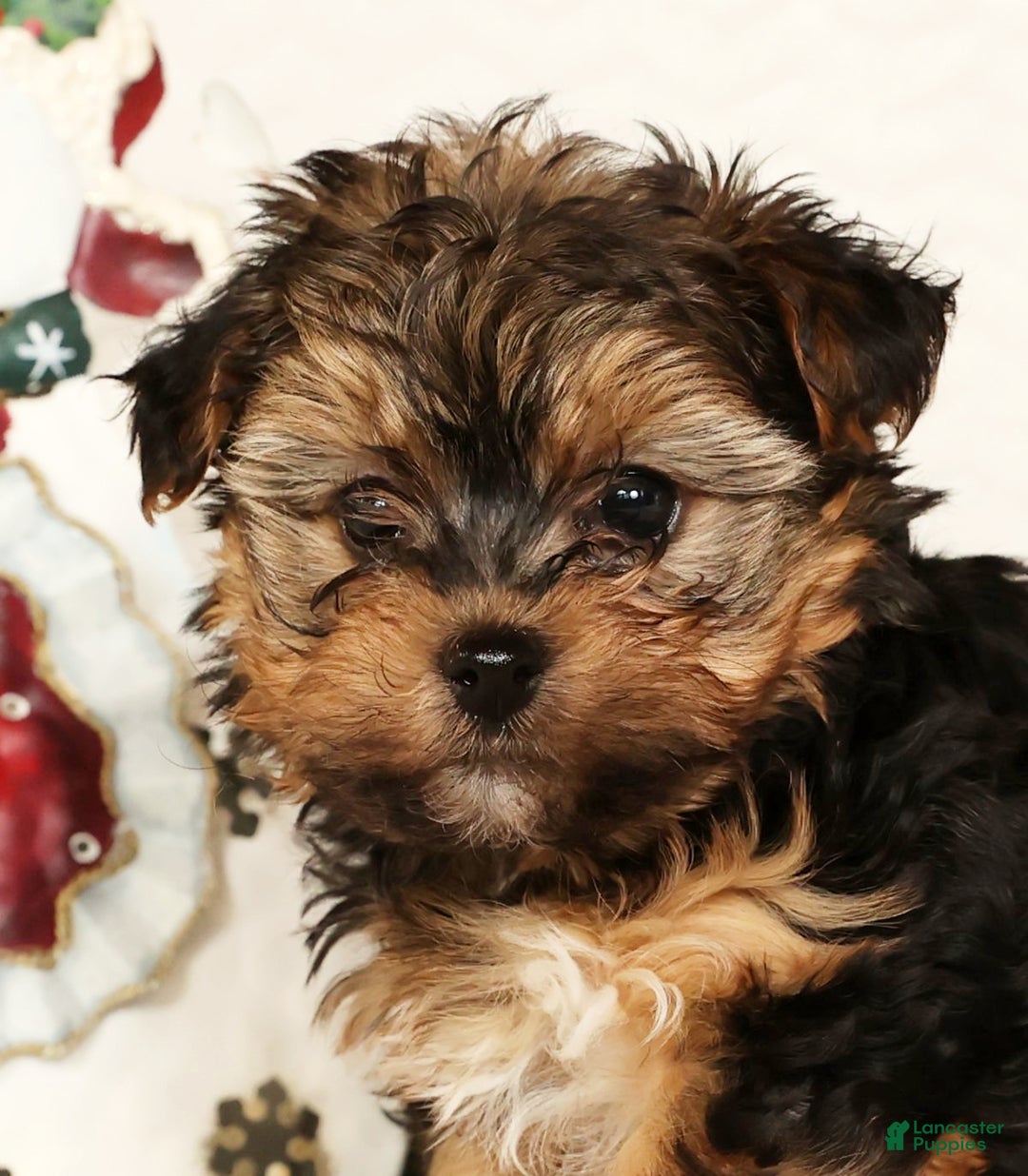 Yorkiepoo dogs for sale: Troy  2.5lbs - Ad 9