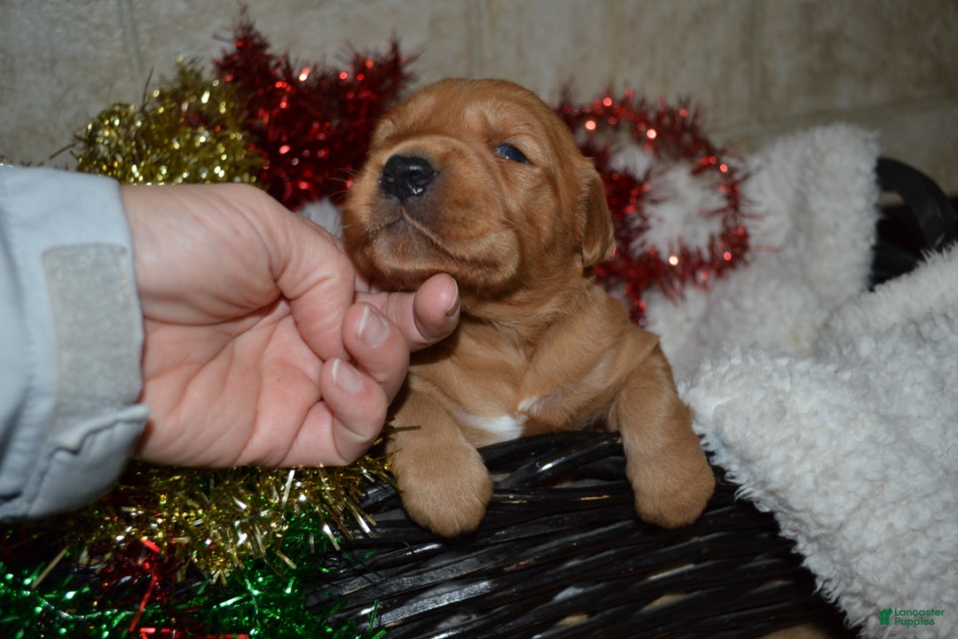 Golden Retriever dogs for sale: Rosa - Ad 1