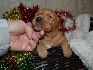 Golden Retriever dogs Rosa - Ad 38