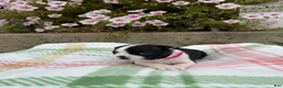 Boston Terrier dogs for sale: Boston Terrier 2 (Leia) - Ad 4