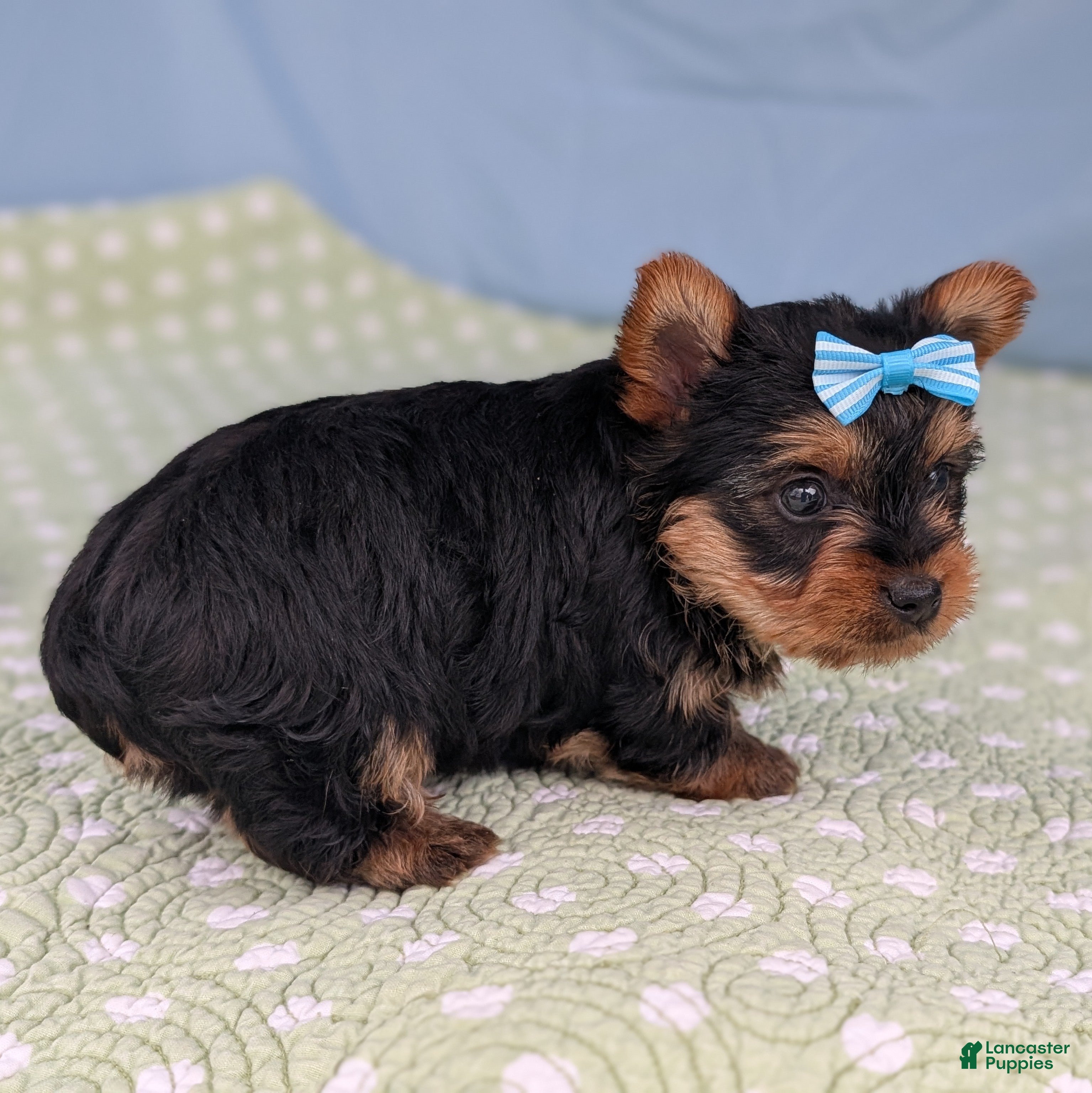 Yorkshire Terrier dogs Toffee - Ad 41