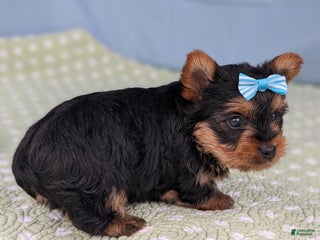 Yorkshire Terrier dogs Toffee - Ad 29