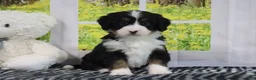 Mini Bernedoodle dogs for sale: Raine - Ad 3
