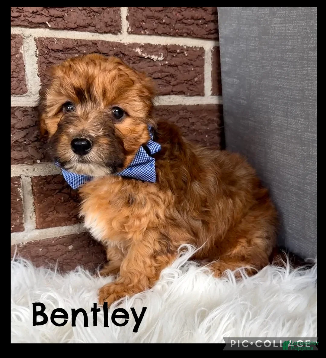 Yorkiepoo dogs for sale: Bentley - Ad 1