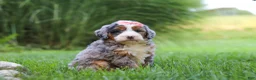 Mini Bernedoodle dogs for sale: Razzel - Ad 4