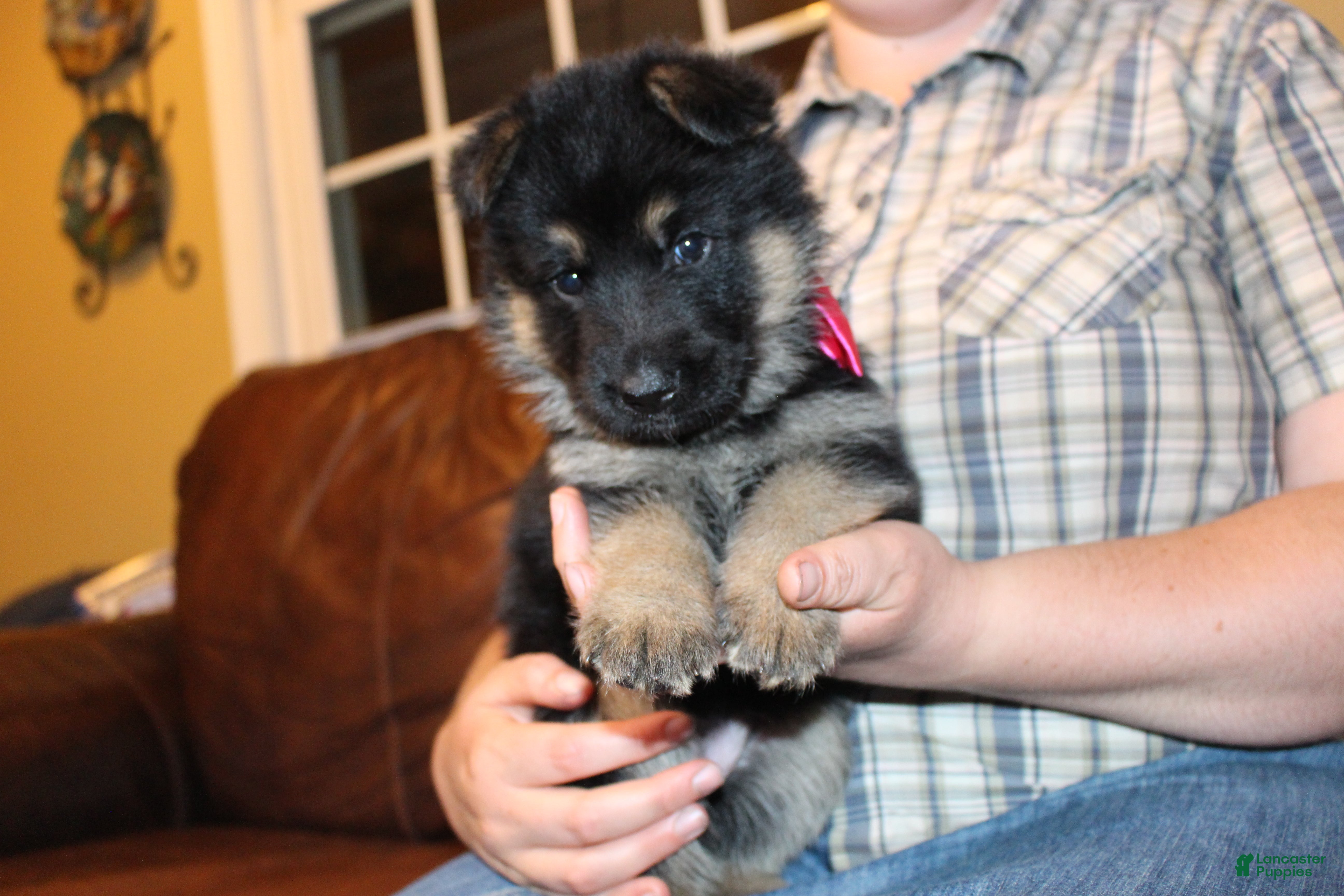 German Shepherd dogs Ada, pink collar - Ad 2