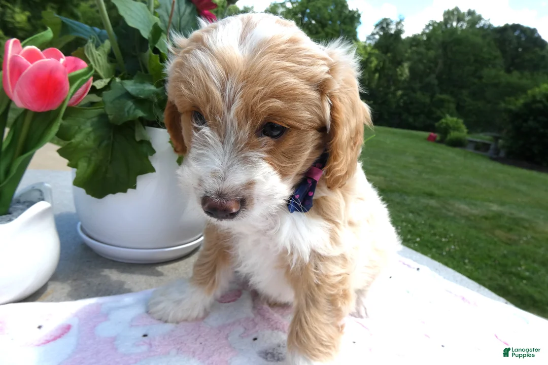 Mini Aussiedoodle dogs for sale: Mini Aussiedoodle 7 Johnny - Ad 2