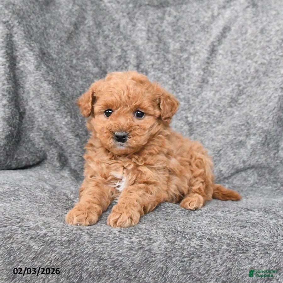 Miniature Poodle dogs Cherry - Ad 12